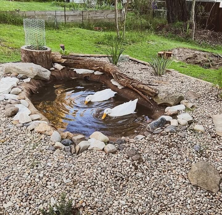 ducks in pond