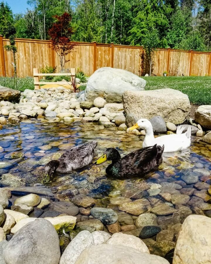 ducks swimming in the pond