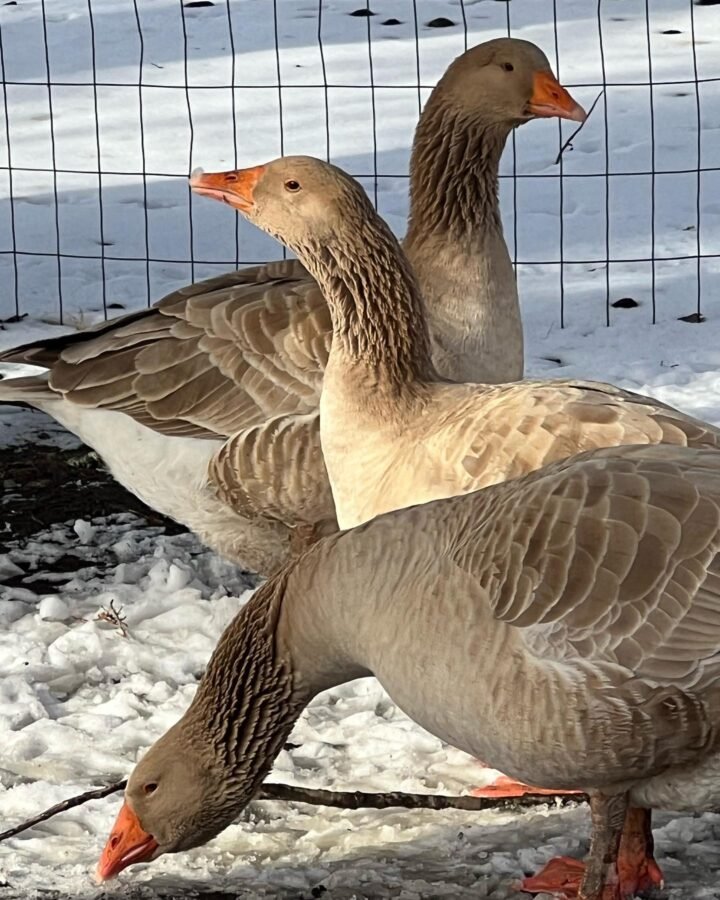 geese farming
