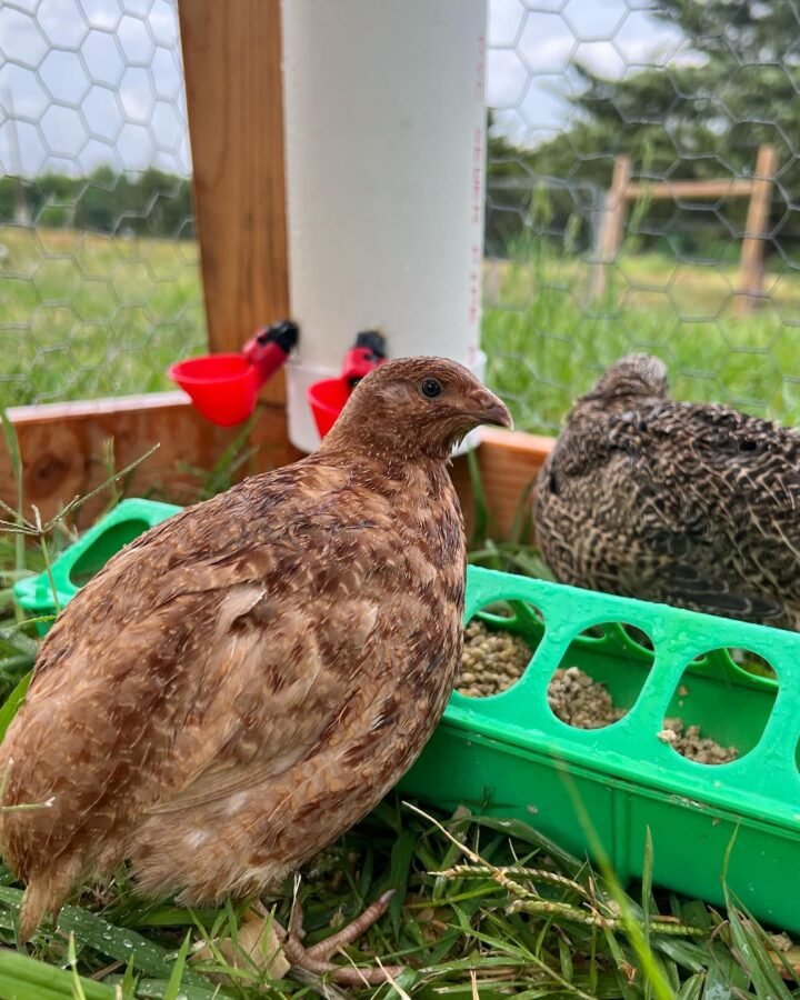 quails in outdoor enclosure
