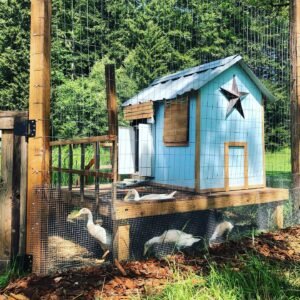 View of 7 DIY Duck Coop Ideas for Small To Large Flocks