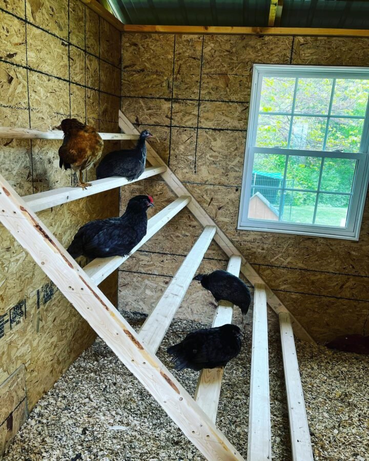 Chicken Roosting in coop