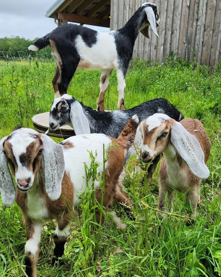 Nubian goats grazing on field