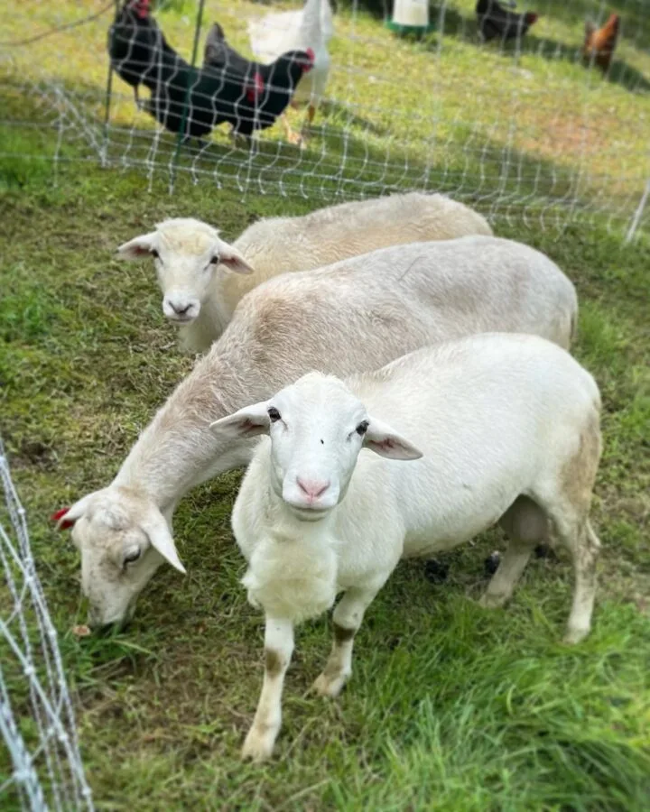 best sheep for meat in the acreage