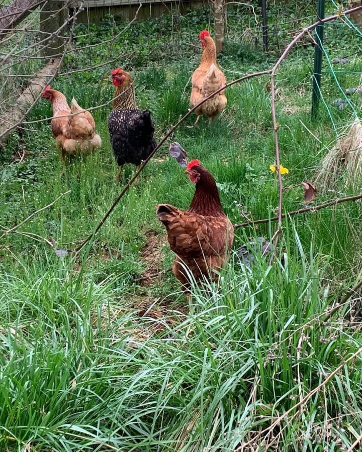 chickens foraging in the grass