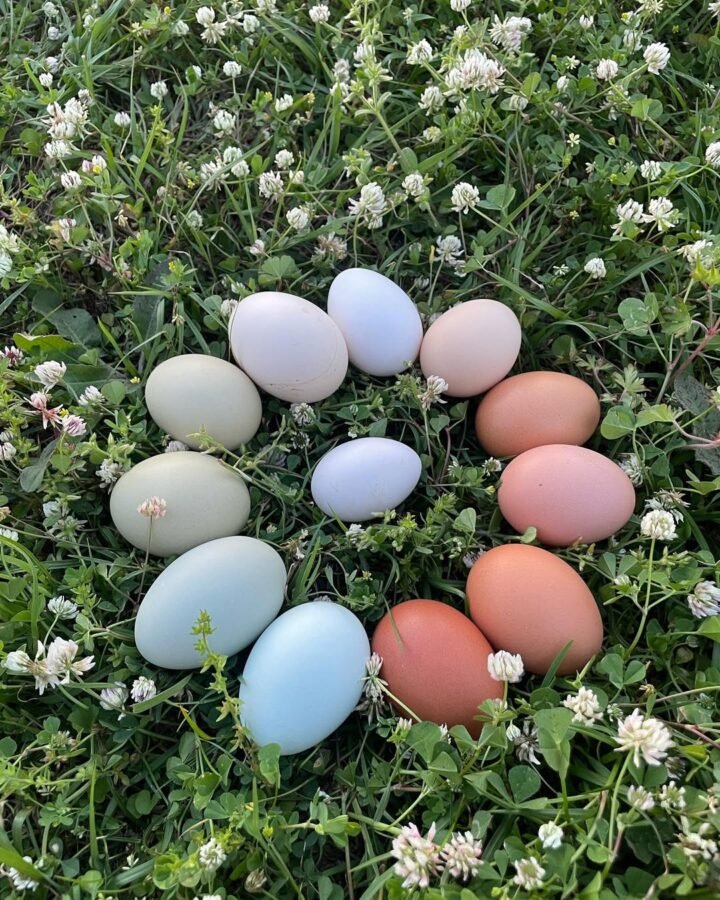 colorful chicken eggs