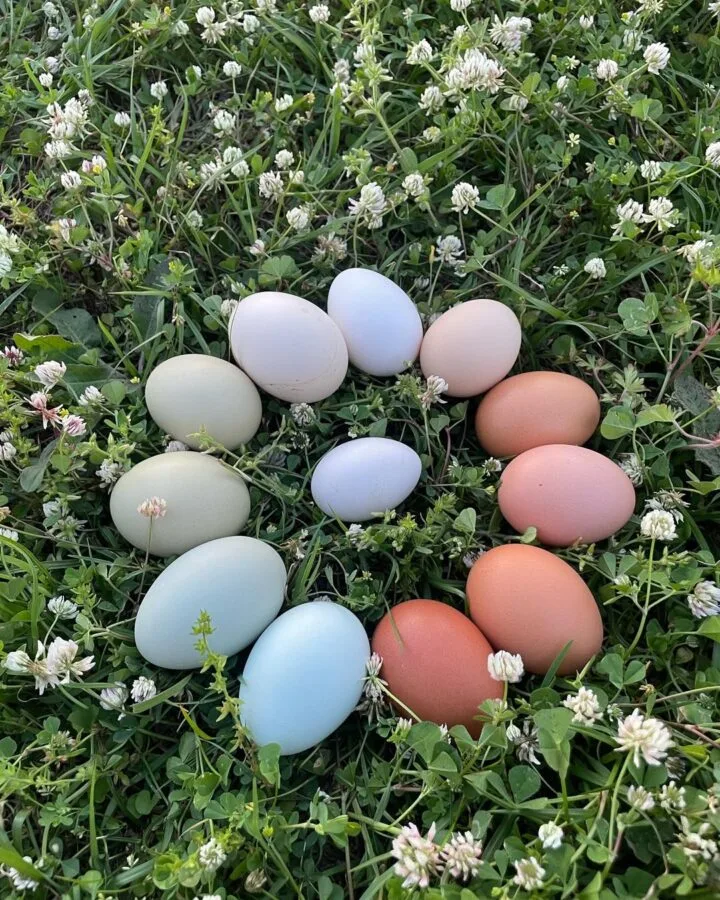 colorful chicken eggs