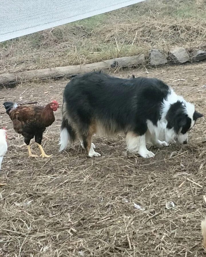 dog guarding chickens