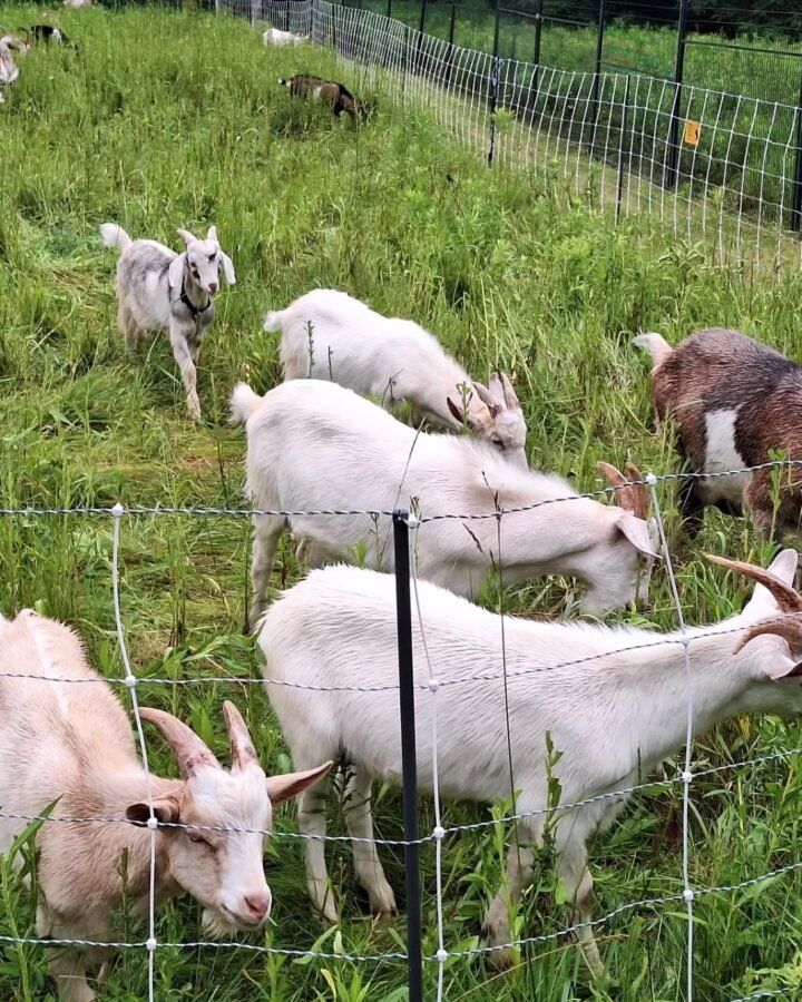 goats grazing on the pasture field