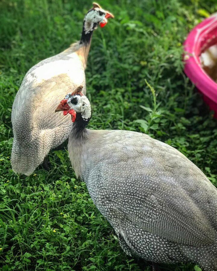 guinea fowls near water tub