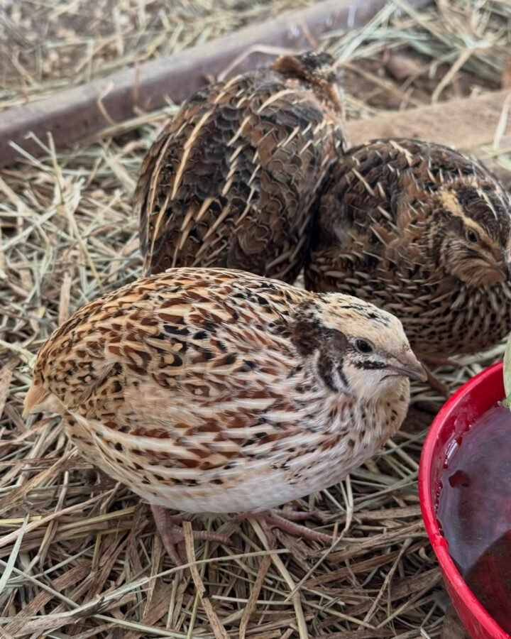 jumbo coturnix quails