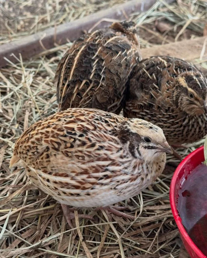 jumbo coturnix quails