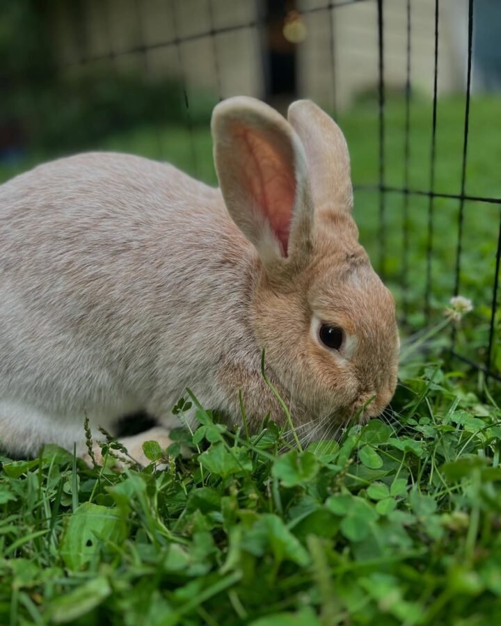 meat rabbit in the cage