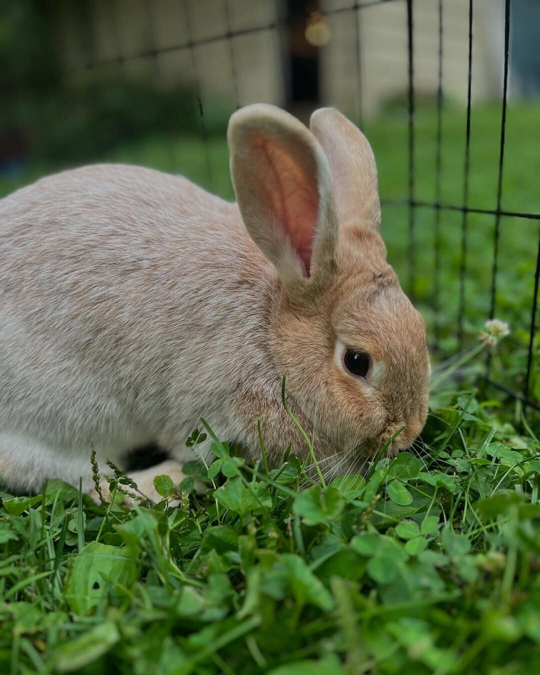 What to Feed Meat Rabbits (and What not to)