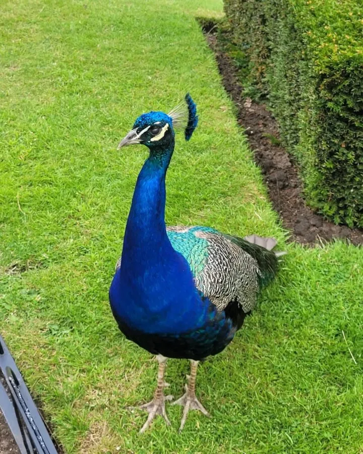 peafowl foraging in the garden