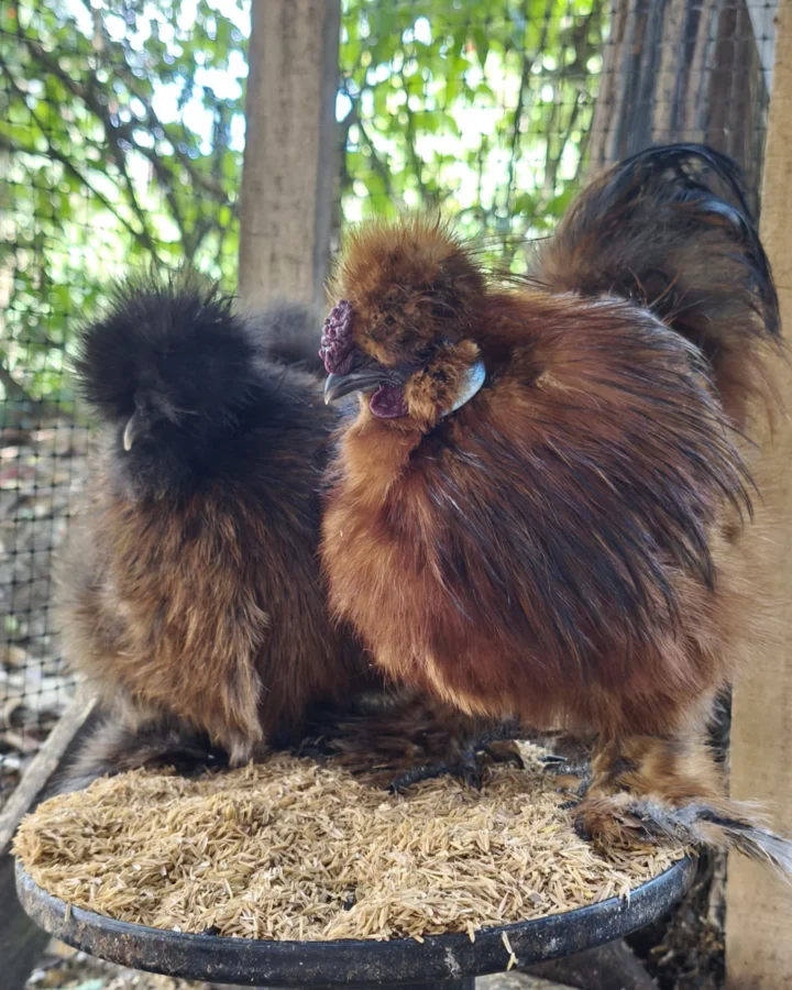 silkie chickens in coop