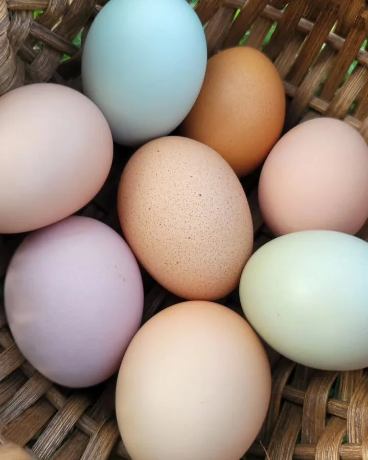 chicken eggs collecting in bamboo basket