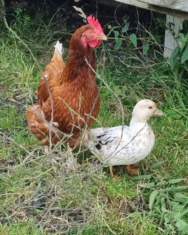 chicken hen and duck