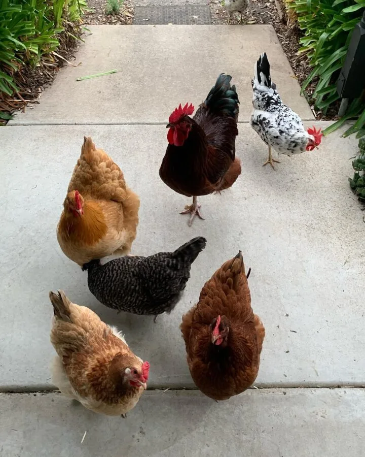 chickens on porch