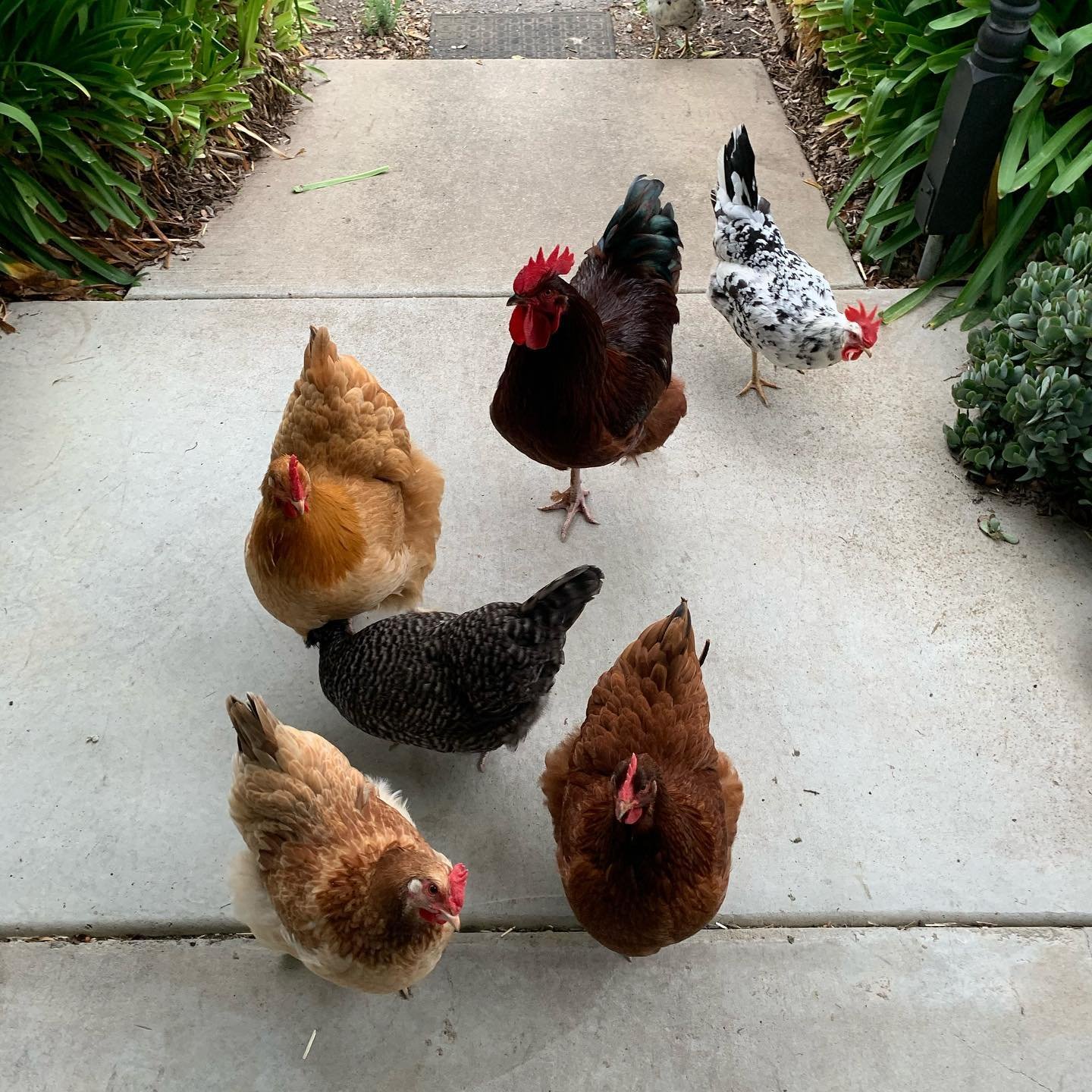 10 Proven Ways to Keep Chickens Off Porch
