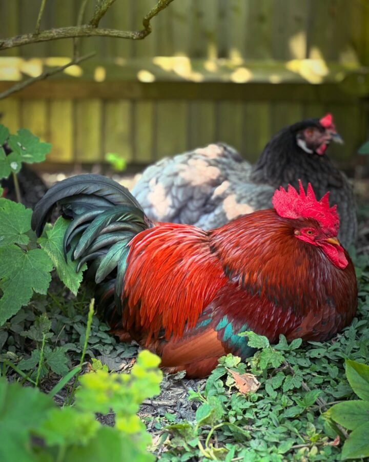 chickens sitting under canopy of tree