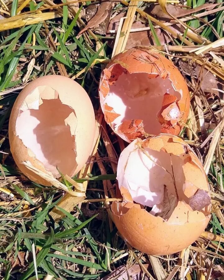 cracked chicken eggs on ground