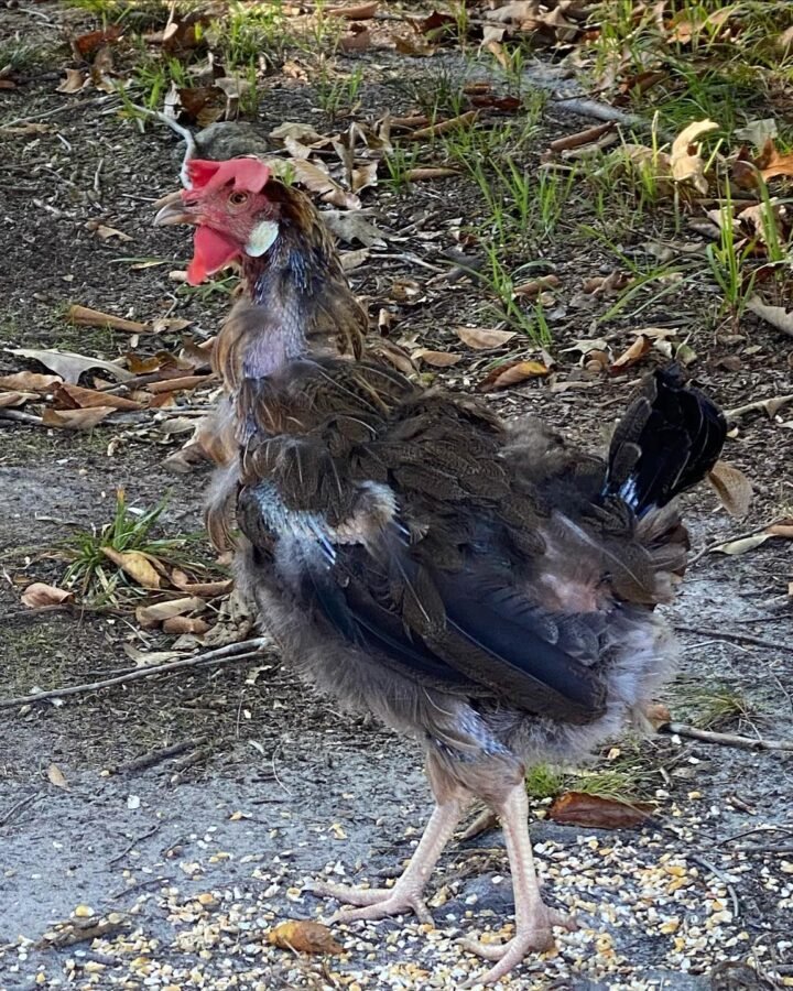 hen shredding her feathers