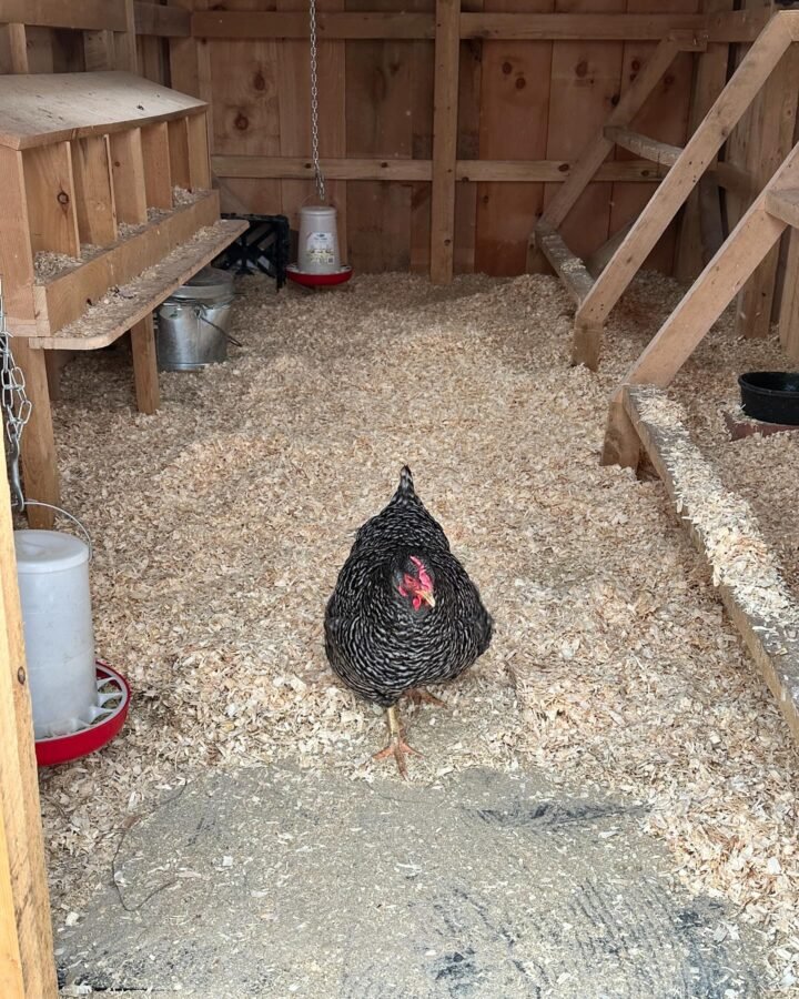 one chicken in coop