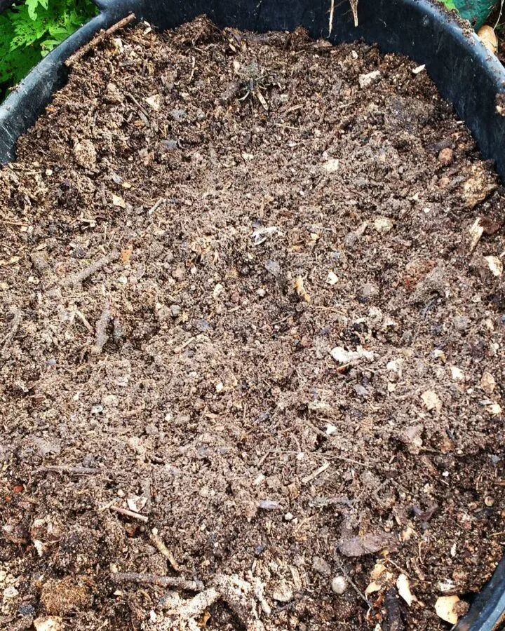 chicken manure in wheelbarrow
