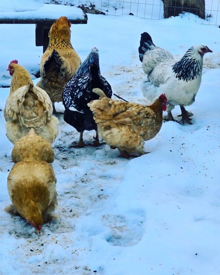 chickens walking on snow during winter