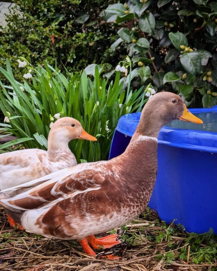 ducks outdoors near water tub
