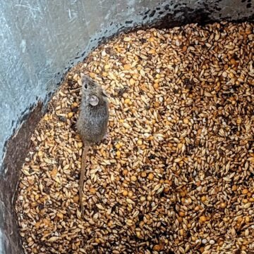 How to Keep Snakes Out of Your Chicken Coop (Naturally)