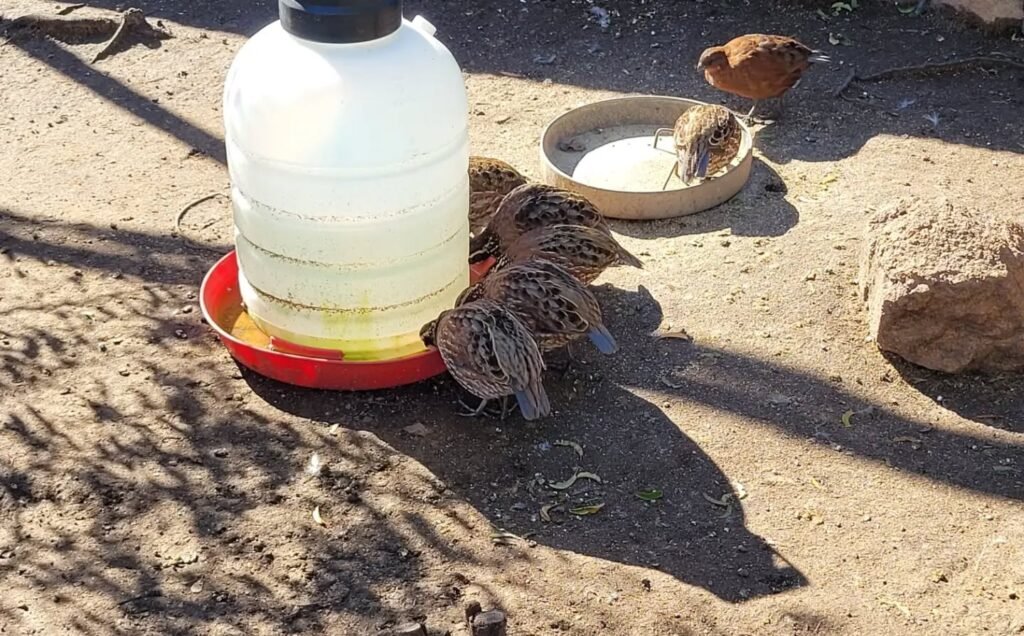 Photo inspiration: Raising Meat Quail On Pasture Reference: My Advice For Beginners On Raising Quail For Meat
