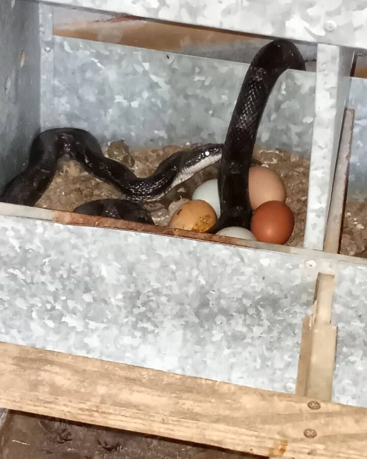 snake in the nesting box