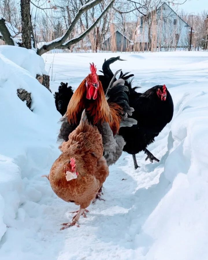 chickens foraging in snow