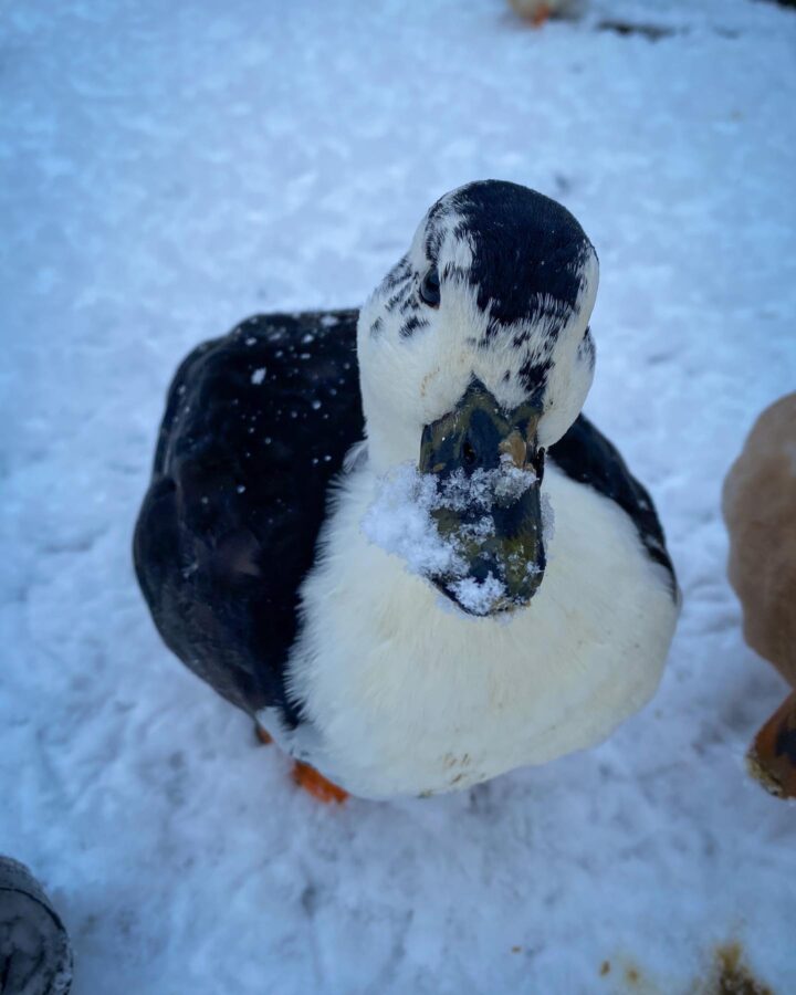cute duck on snow