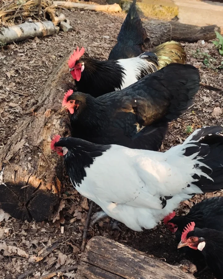 heritage chicken breeds on homestead
