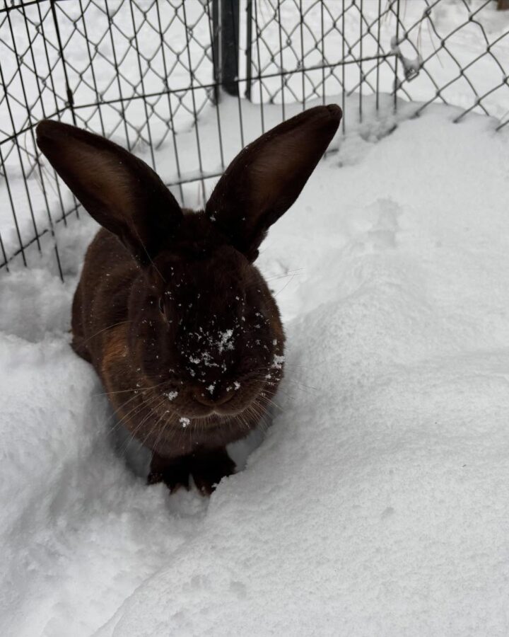 rabbit on snow