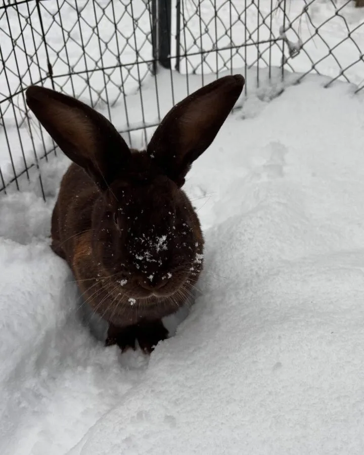 rabbit on snow