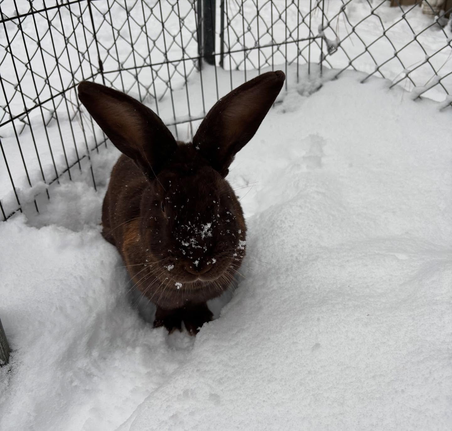 10 Ways to Keep Rabbits Warm in Winter on Homestead