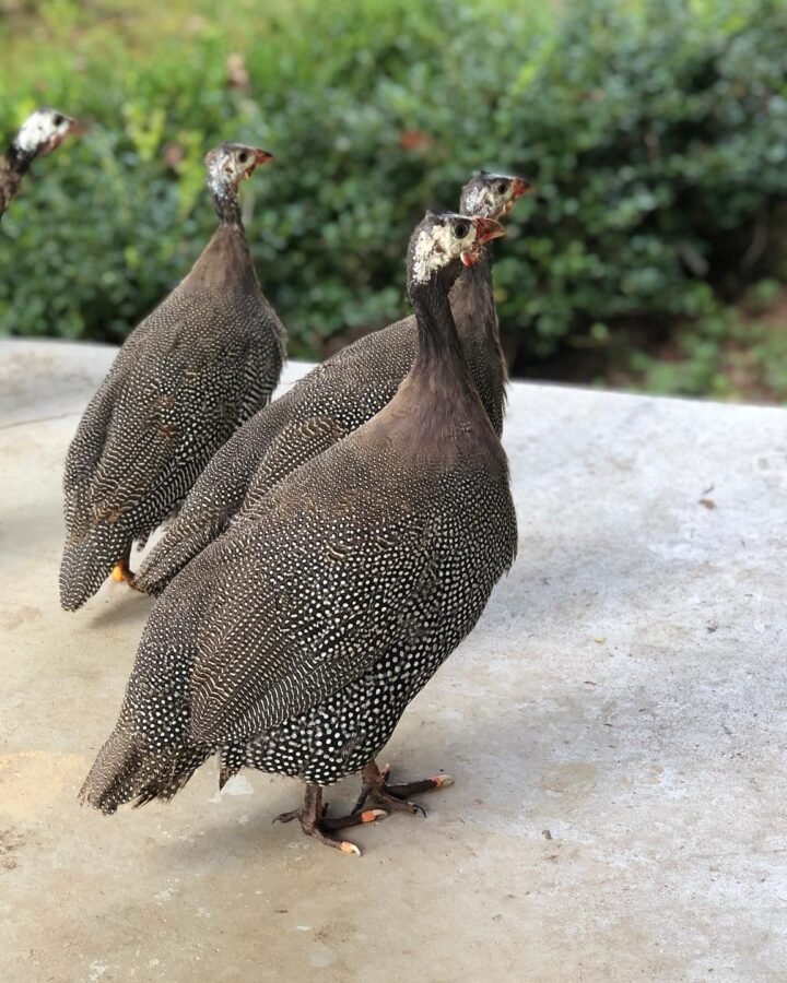 raising guinea fowls on homestead