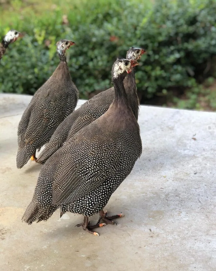 raising guinea fowls on homestead