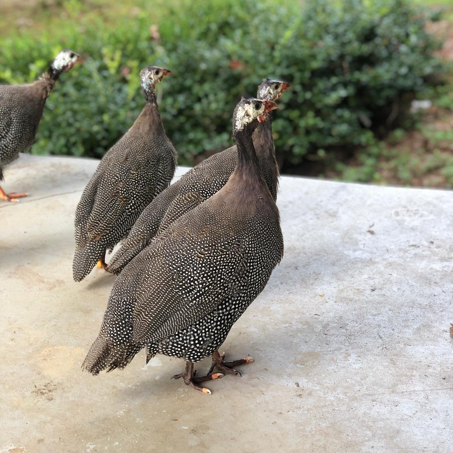 The Ultimate Guide to Raising Guinea Fowl on Homestead