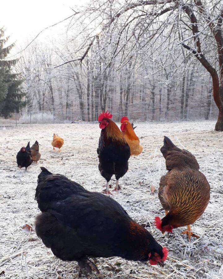 free range chickens in winter