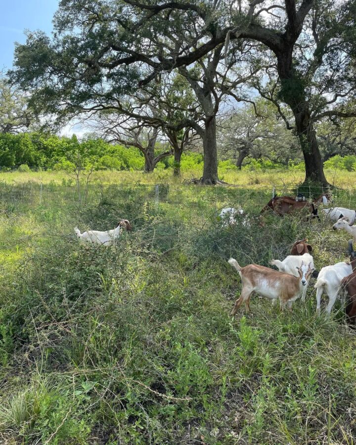 landscaping goats clearing land