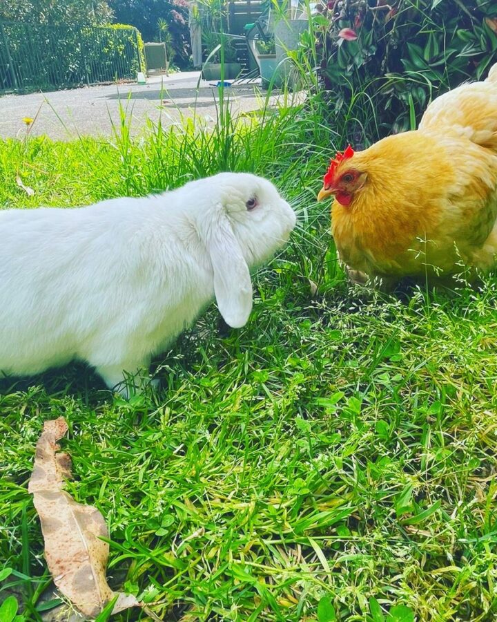 rabbit and hen in the backyard
