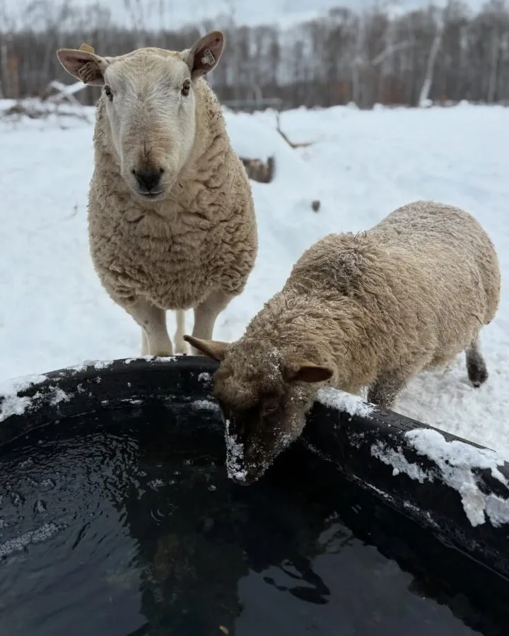 sheep drinking water outdoors in winter