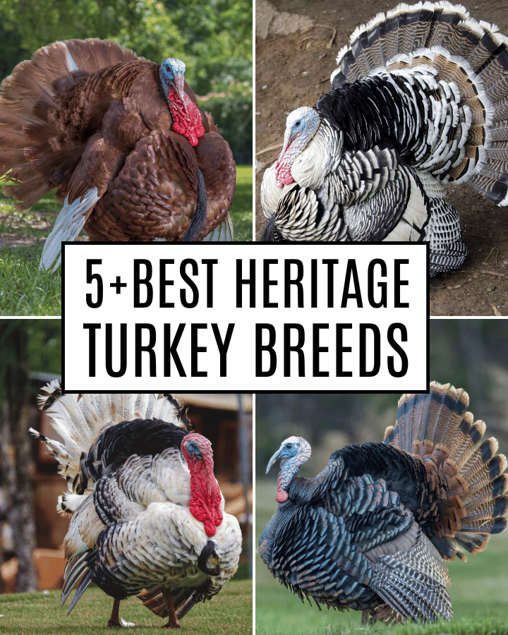 5+ heritage turkeys