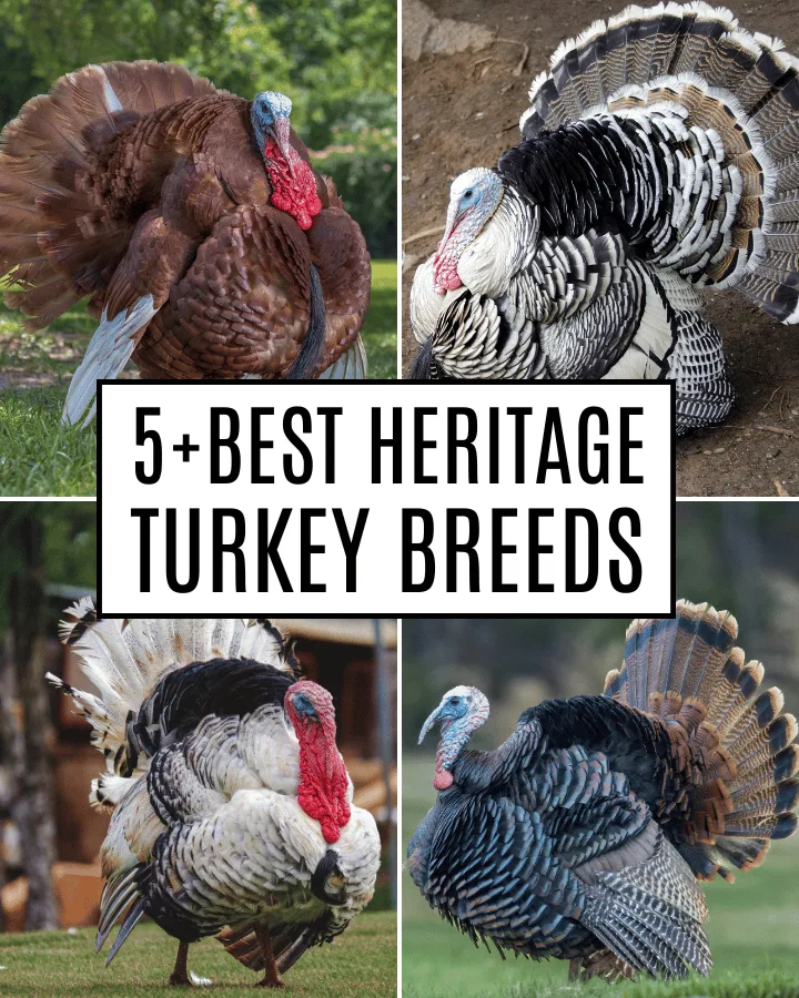 5+ heritage turkeys