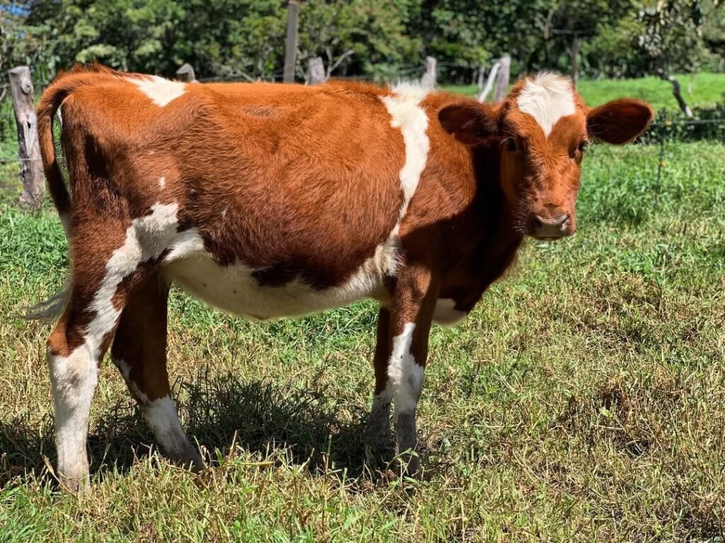 10 Best Milk Cow Breeds for Small Farms and Homesteads